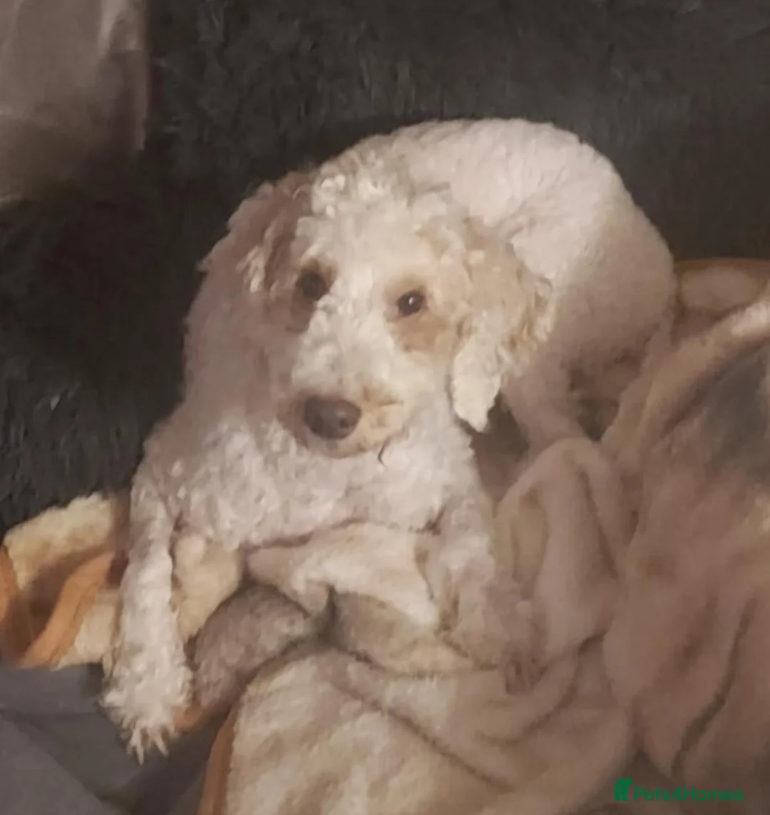 Cavapoo dogs for sale: Cavapoo pups  - Advert 15