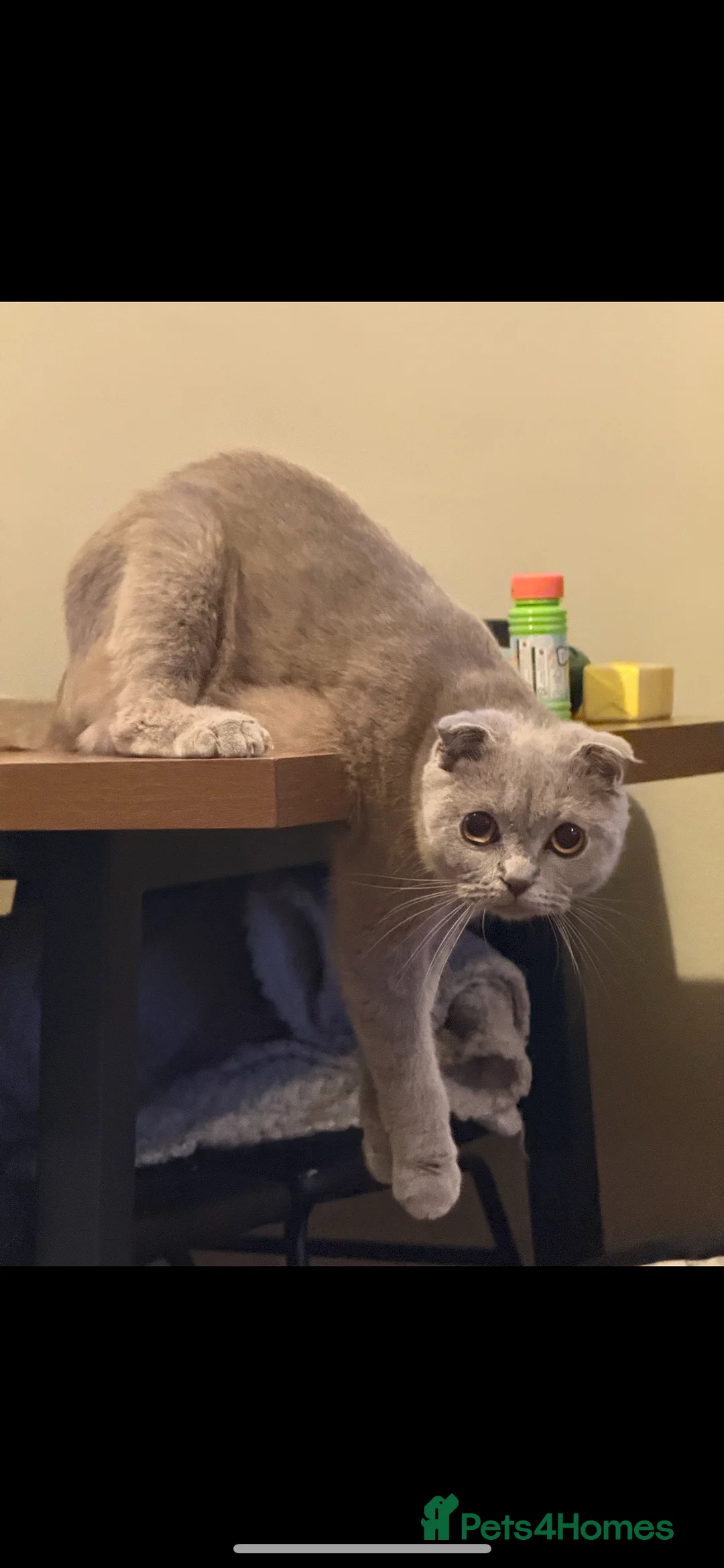 Scottish Fold cats for sale: Gorgeous purebred Scottish Fold Kittens! - Advert 7