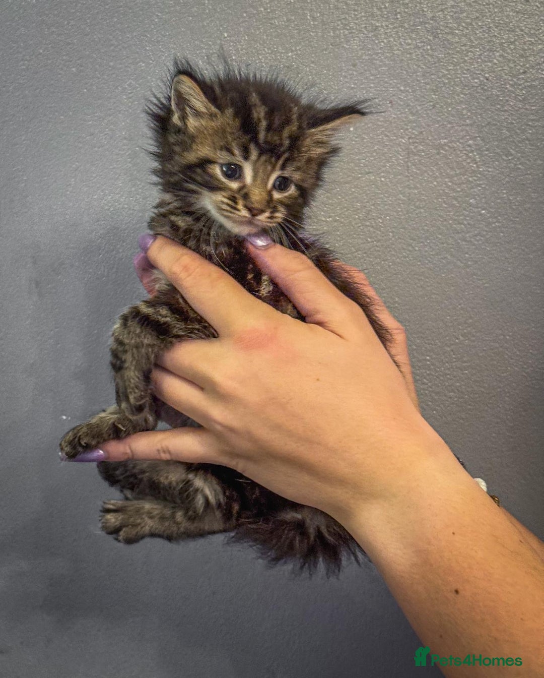 Maine Coon cats for sale: Full breed Mainecoon kittens ready 29th September  - Image 19
