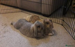 Mini Lop rabbits for sale: Two bonded female mini lops - Image 4