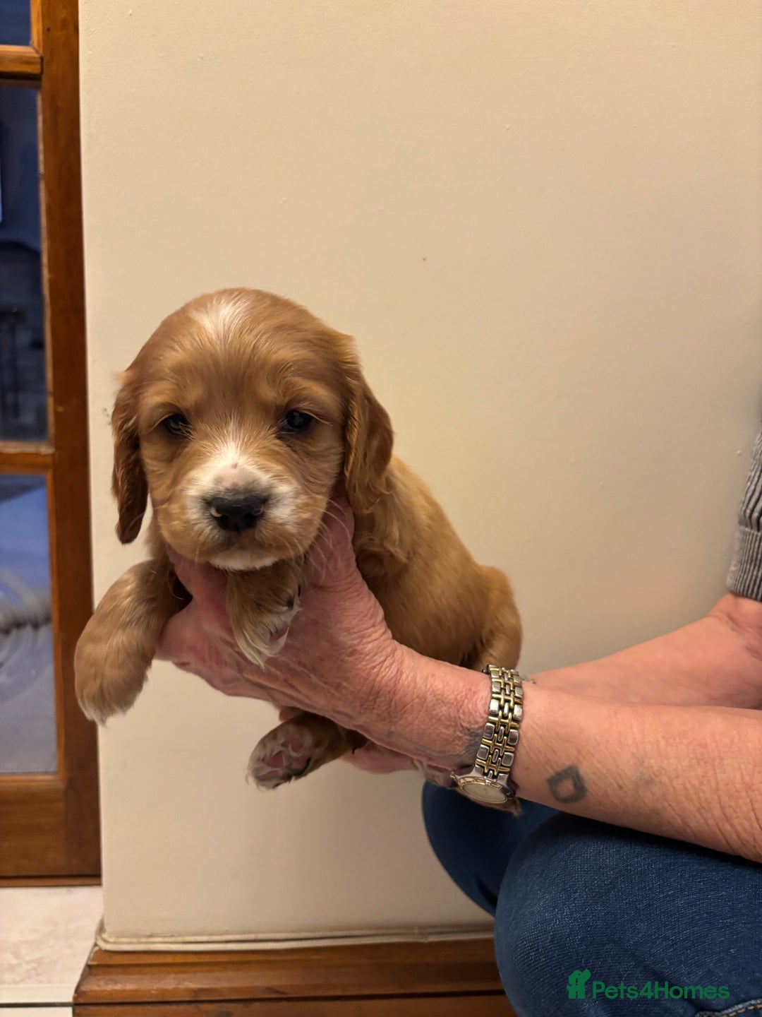 Cocker Spaniel dogs for sale: KC reg cocker spaniels  - Advert 28