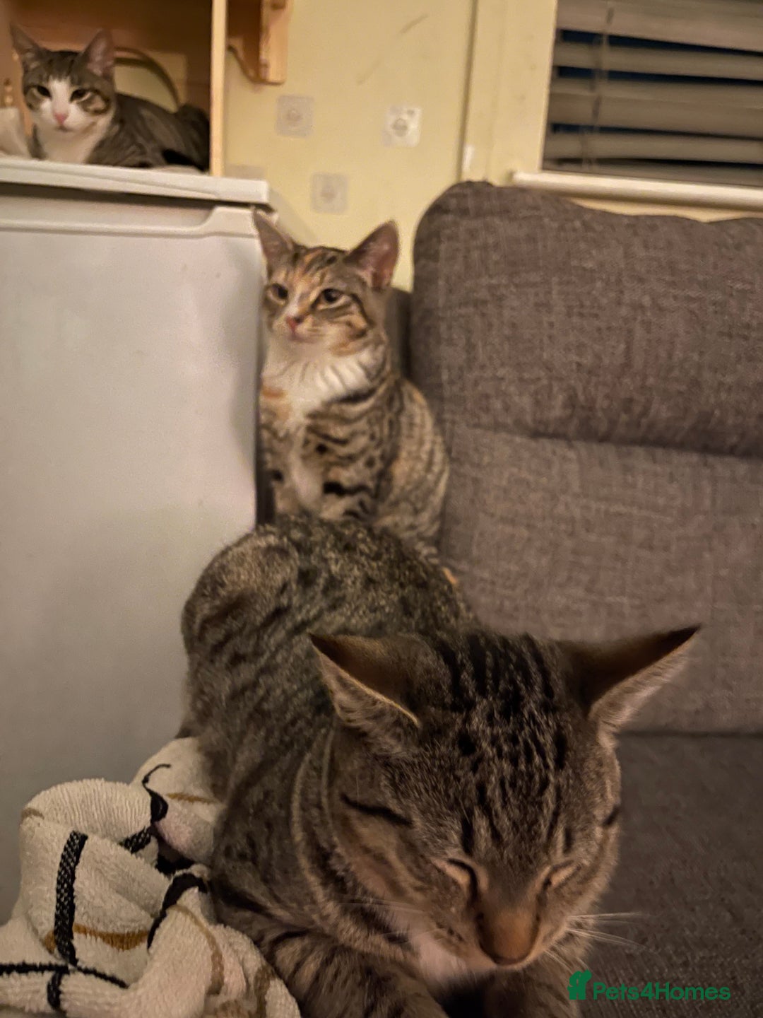 Domestic Shorthair cats for sale: Female Tabby and orange Kitten - Image 9