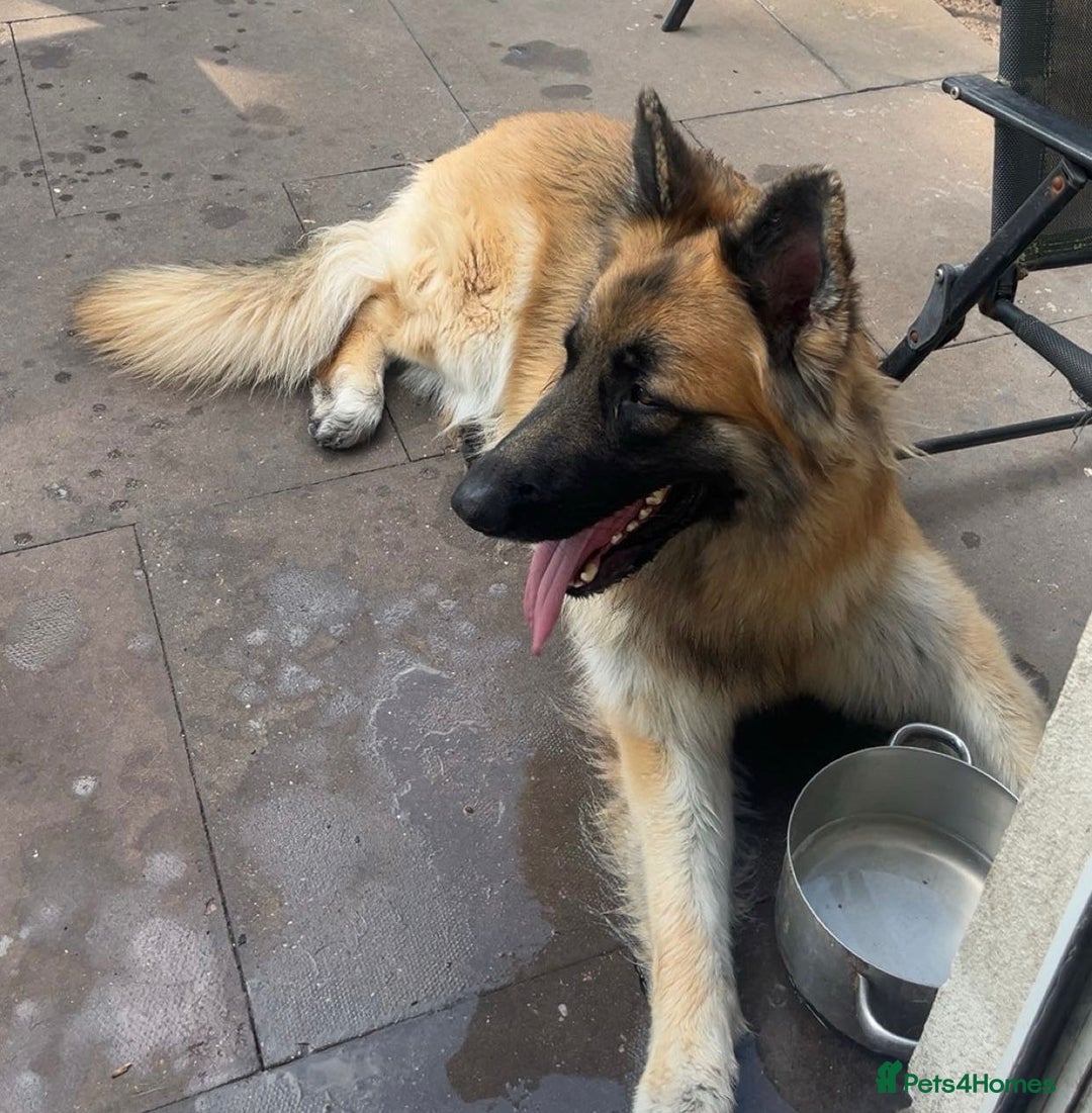 German Shepherd dogs for sale: Big bouncy GSD - Image 1