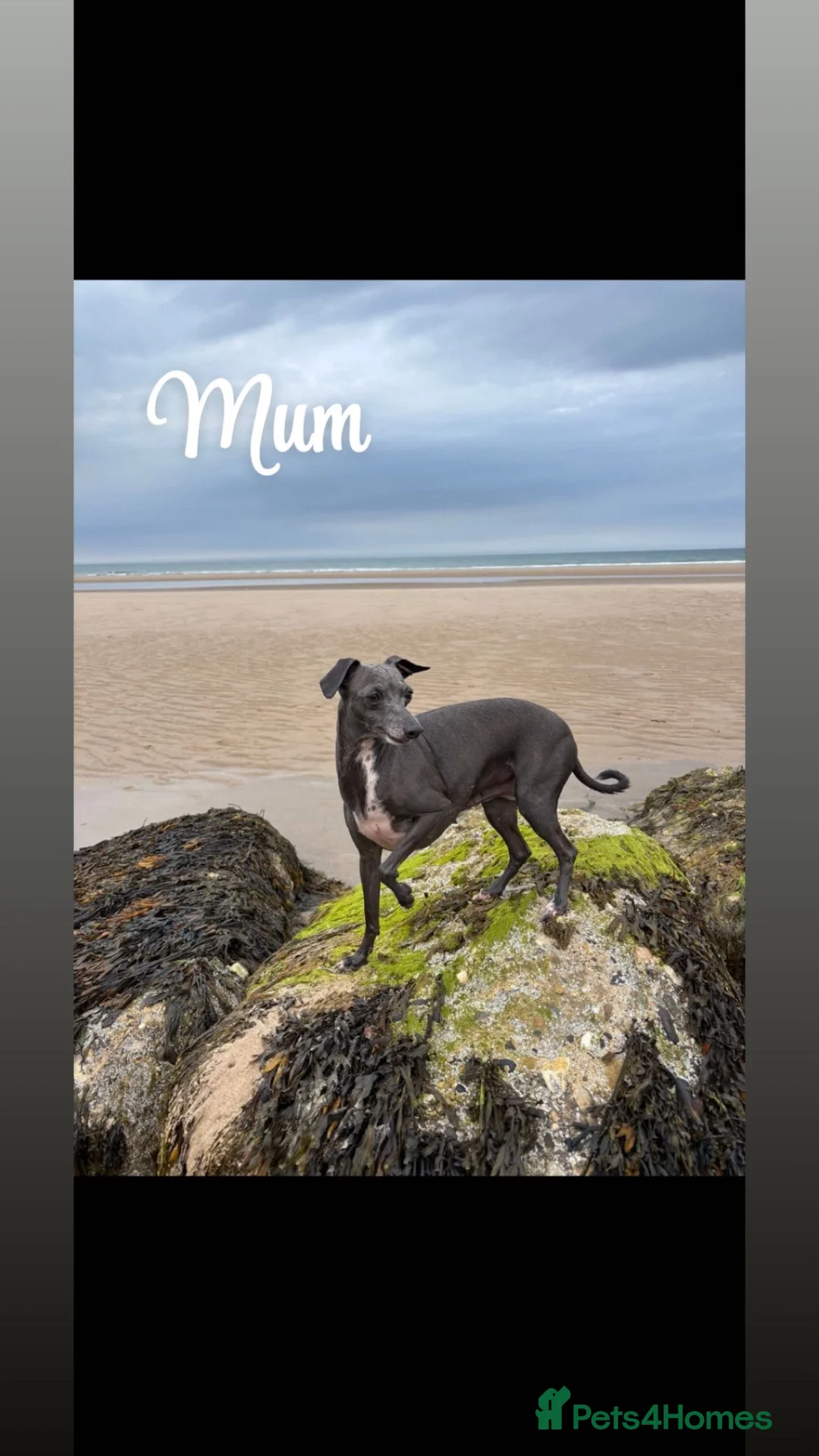 Italian Greyhound dogs for sale: 3 stunning Italian greyhounds ready to leave now❤️ in Bradford - Advert 7