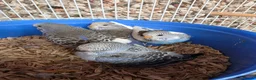 Budgerigars birds for sale: Hand tame violet baby budgies for sale  - Advert 15