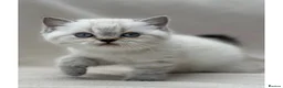 British Shorthair cats for sale: Gorgeous white/grey British shorthair kittens - Advert 9
