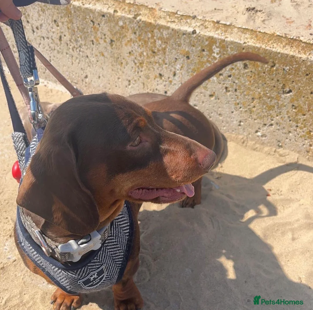 Miniature Dachshund dogs for stud: KC Miniature Dachshund in Liverpool - Advert 2