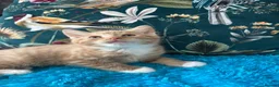 Mixed Breed cats for sale: 🐾 Beautiful Kittens Looking for new home 🏡  - Advert 10