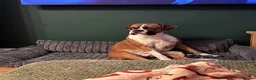 Boxer dogs for sale: Male Boxer Needs a New Home in Hull - Advert 3