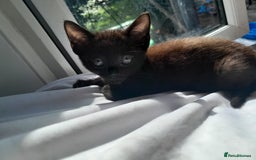 Mixed Breed cats for sale: 3 beautiful kittens - Image 5