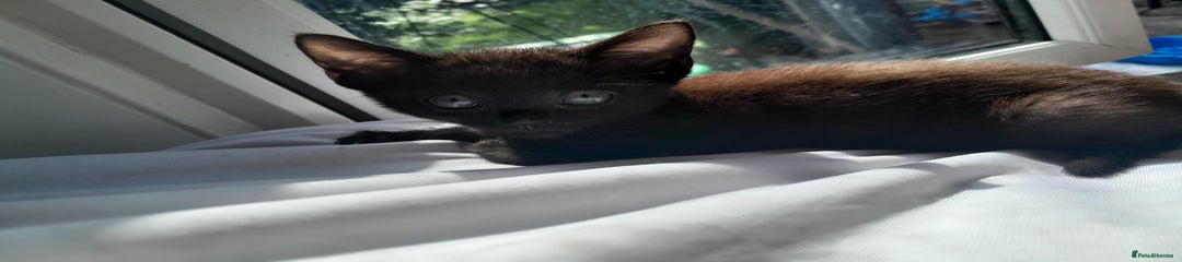 Mixed Breed Kitten 3