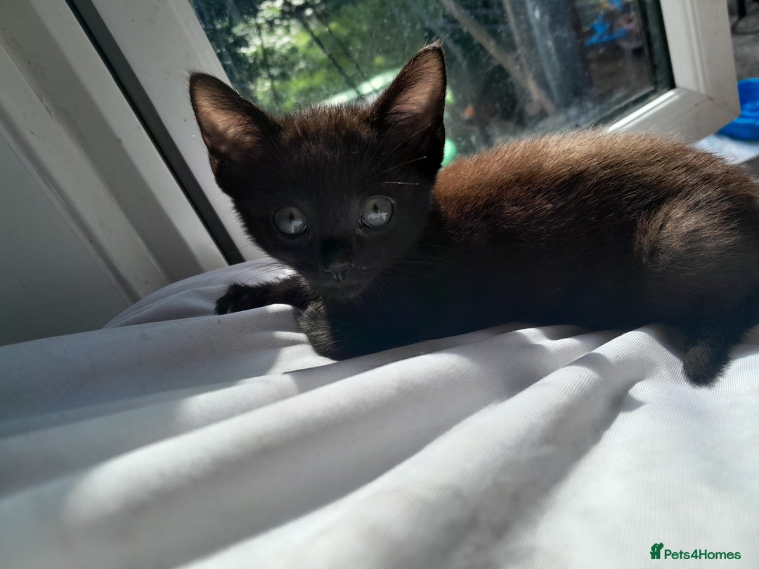Mixed Breed cats for sale: 3 beautiful kittens - Image 5