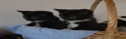 Mixed Breed cats for sale: Beautiful Kittens Looking for Loving Homes - Advert 27