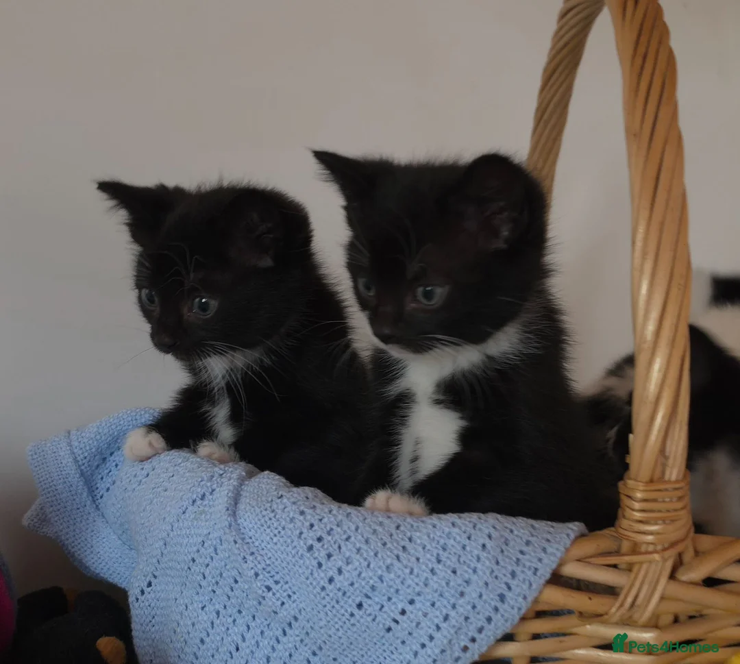 Mixed Breed cats for sale: Beautiful Kittens Looking for Loving Homes - Advert 27