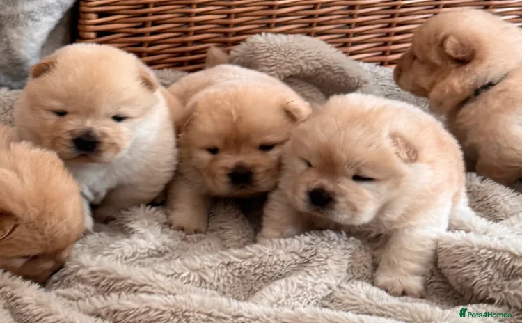 Chow Chow dogs - Advert 1