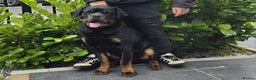 Rottweiler dogs for sale: Beautiful big 8 month old rotweiler  - Advert 5