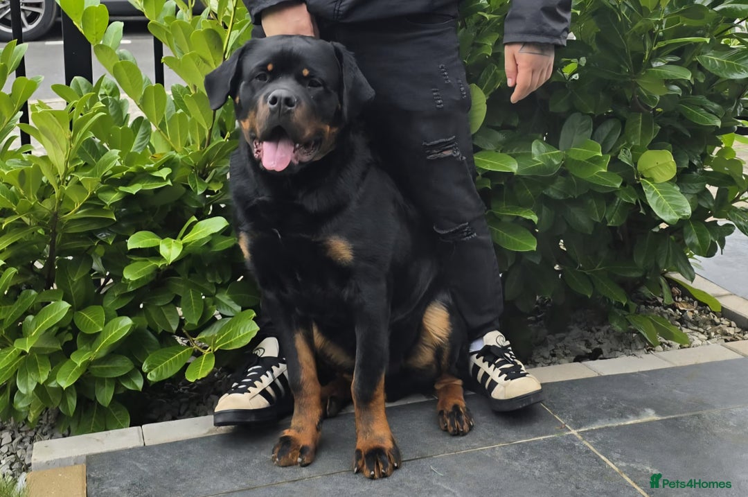 Rottweiler dogs for sale: Beautiful big 8 month old rotweiler  - Advert 5