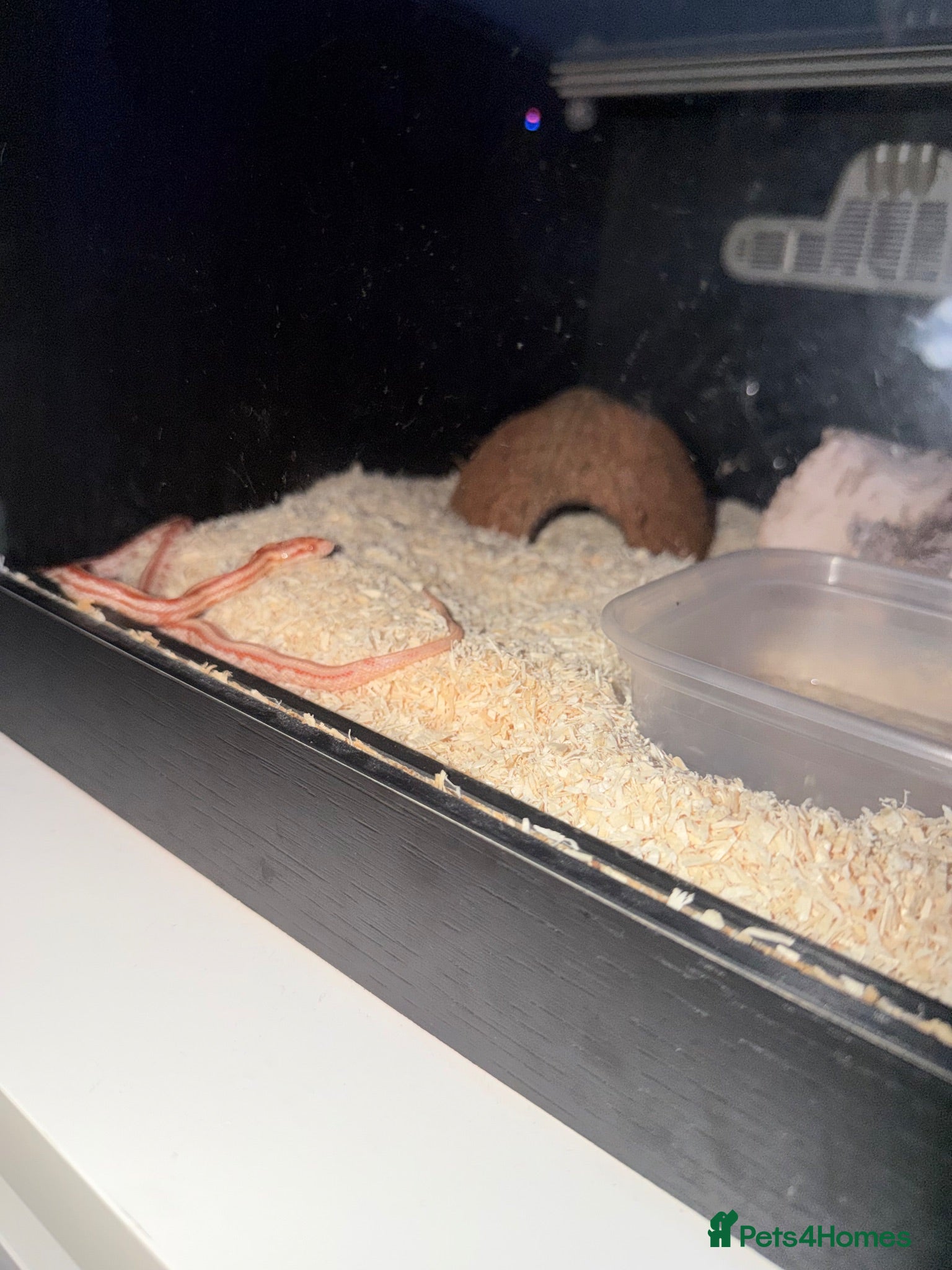 Corn Snake reptiles Lucy – Snake with Full Setup - Advert 1