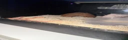 Corn Snake reptiles for sale: Lucy – Snake with Full Setup - Advert 1