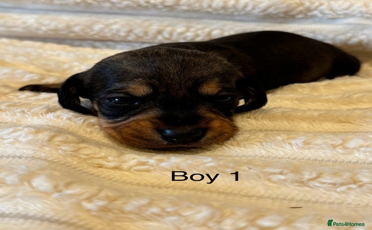 Dachshund dogs - Advert 1