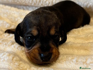 Dachshund dogs - Advert 16
