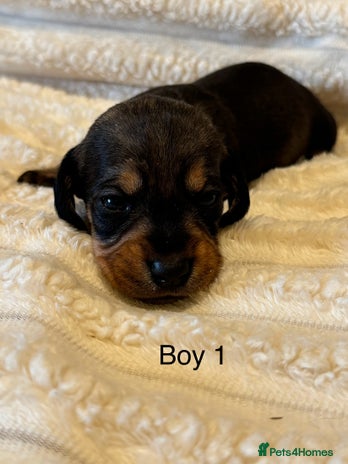 Dachshund dogs - Advert 1