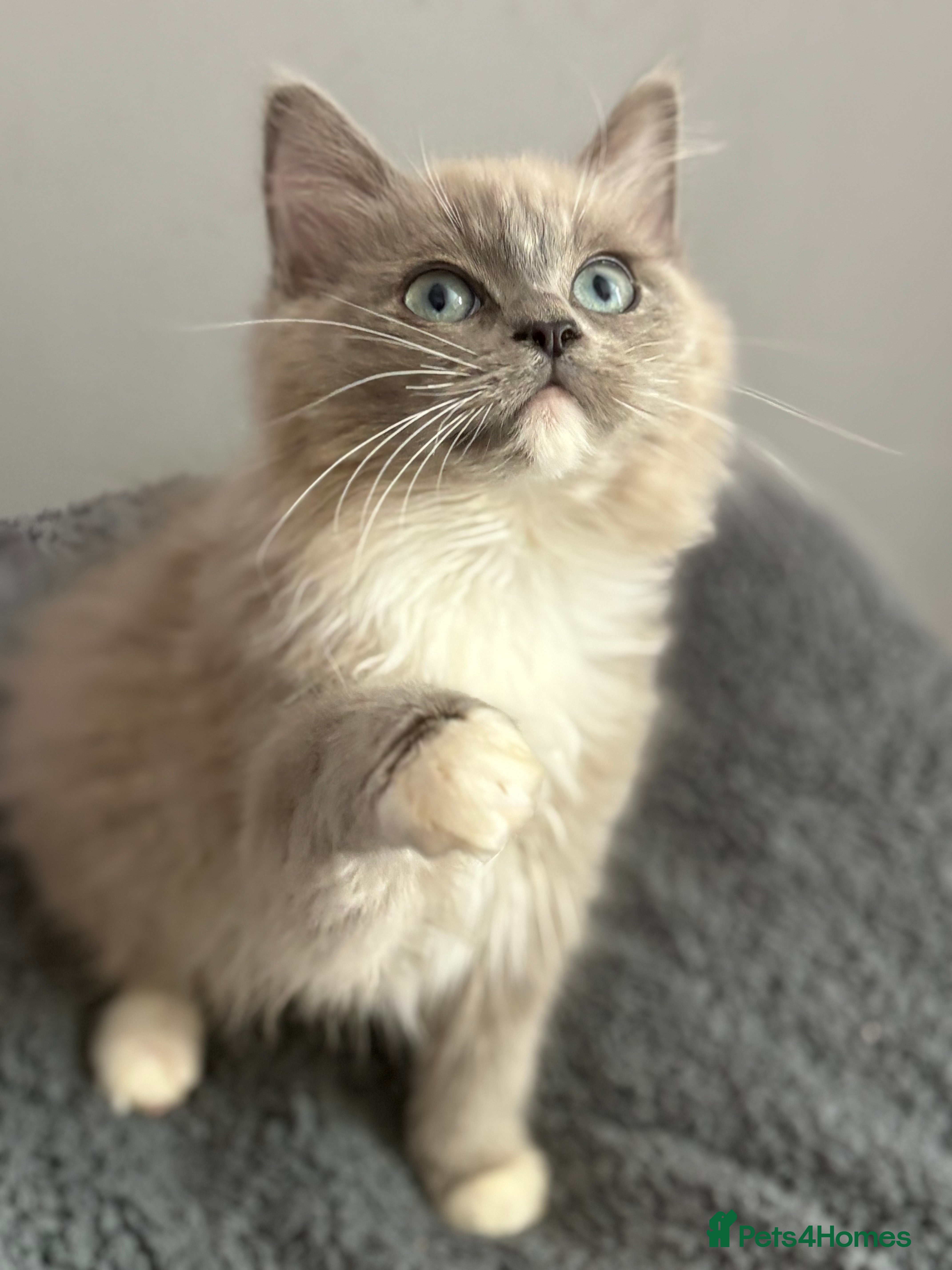 Ragdoll cats Blue sepia TICA ragdoll male  - Advert 2