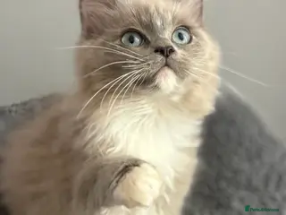 Ragdoll cats Blue sepia TICA ragdoll male - Advert 2