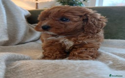Cavapoo dogs for sale: Red F1 cavapoos Suoerb with full DNA tests - Image 14