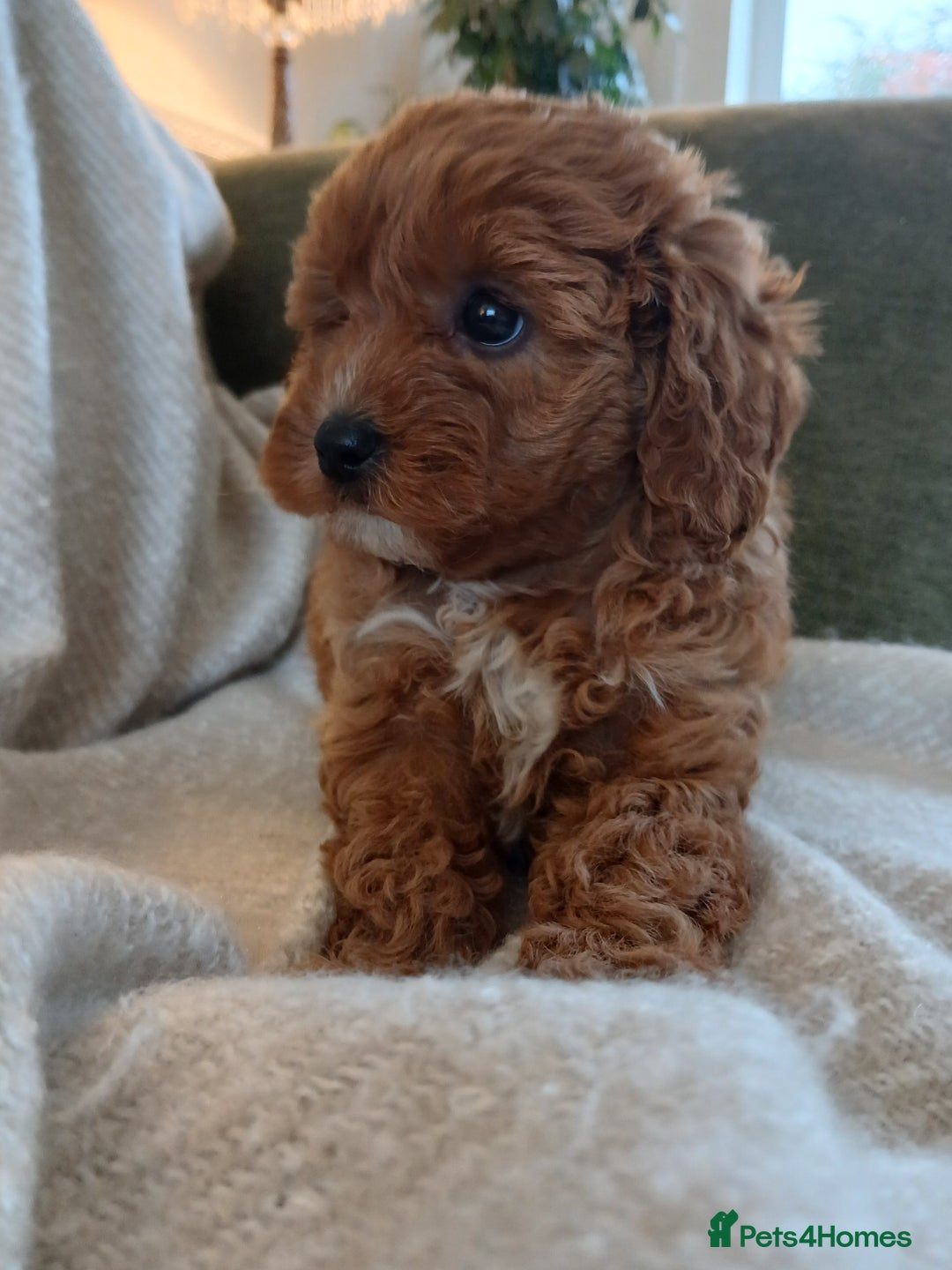 Cavapoo dogs for sale: Red F1 cavapoos Suoerb with full DNA tests - Image 14