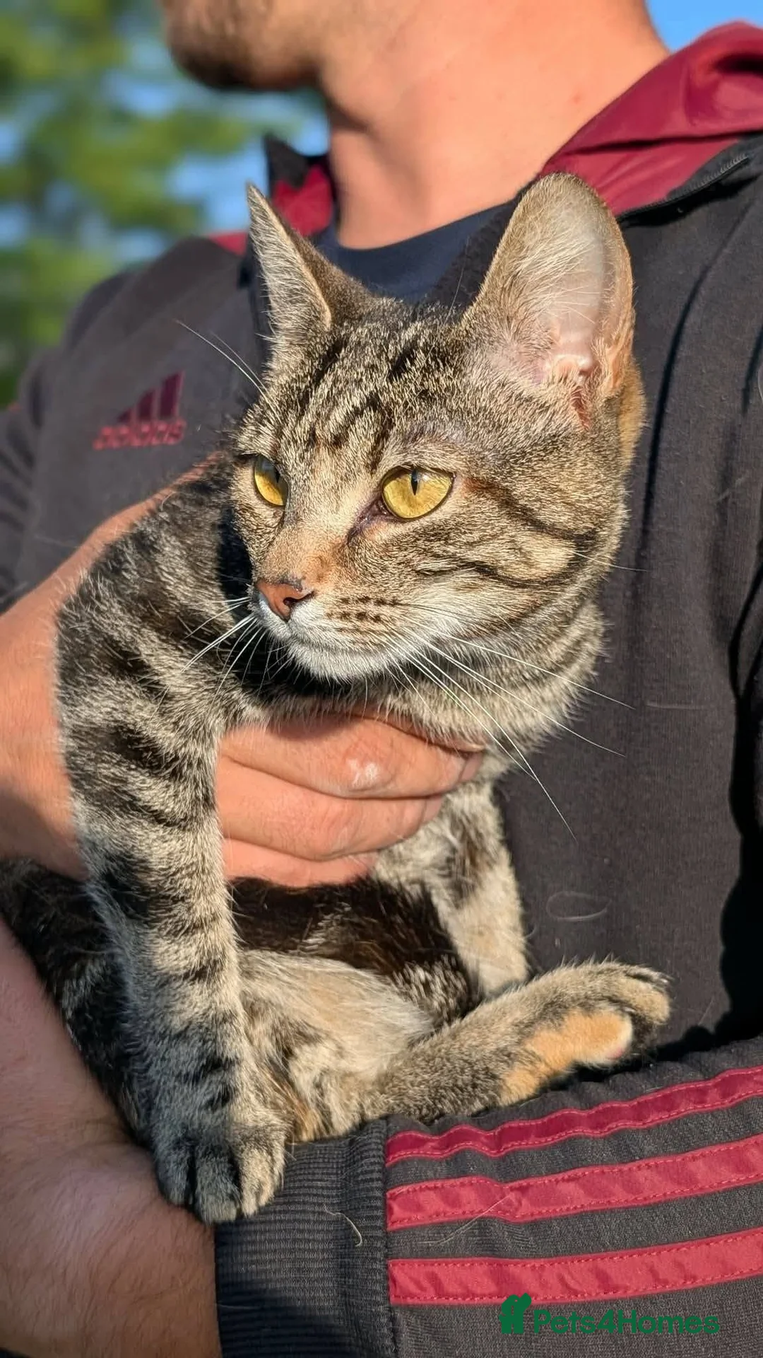 Mixed Breed cats for adoption: Barbie for adoption - Advert 6