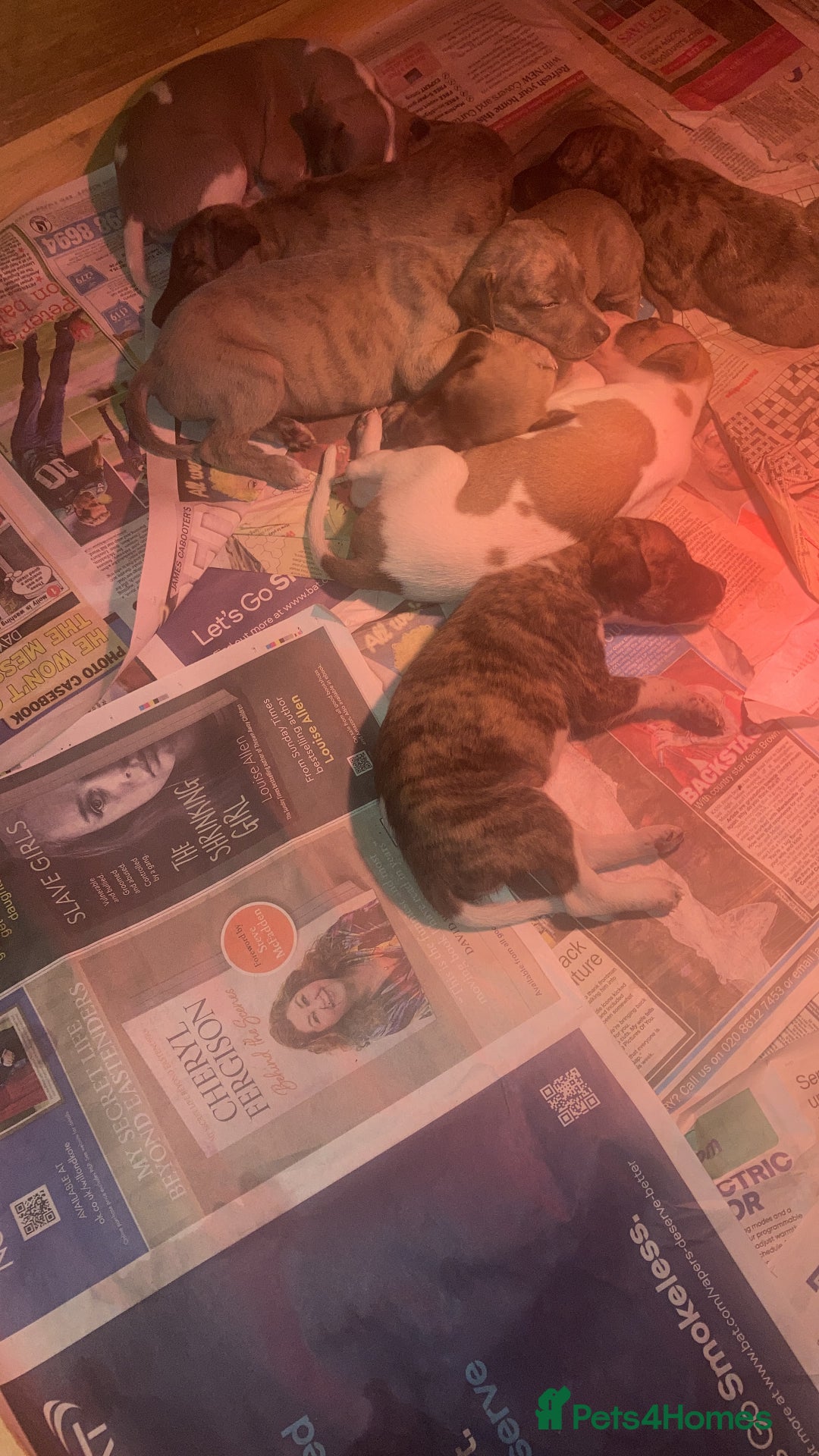 Whippet dogs for sale: Whippet pups  - Image 6