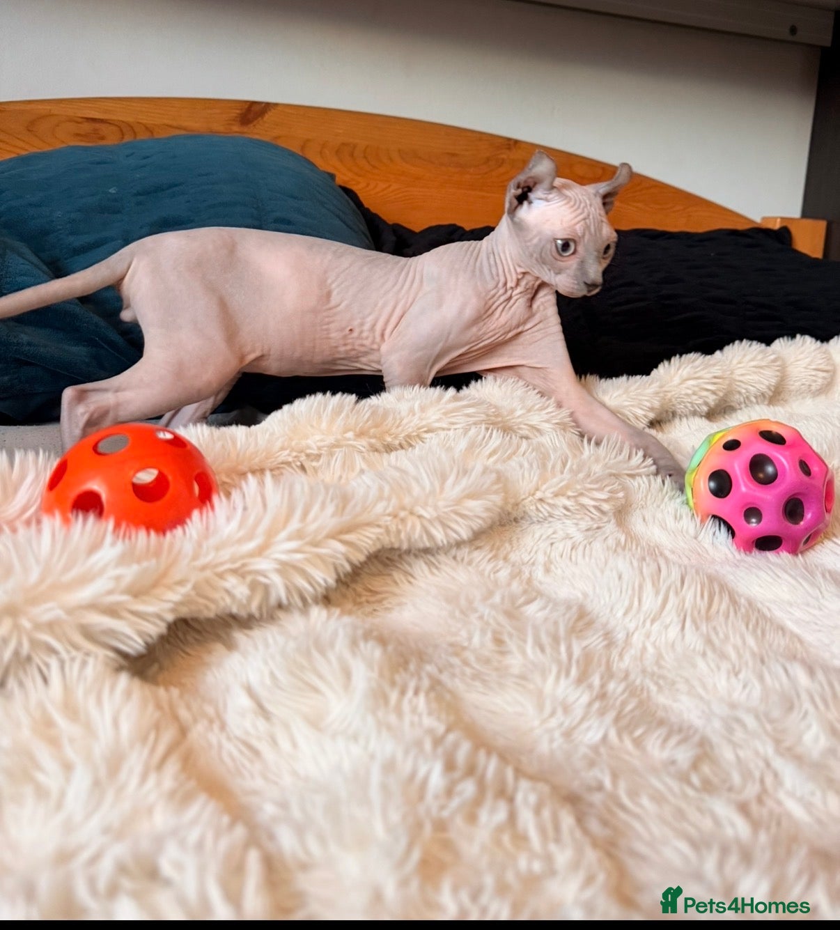Sphynx cats Six gorgeous sphinx for sale  - Advert 1