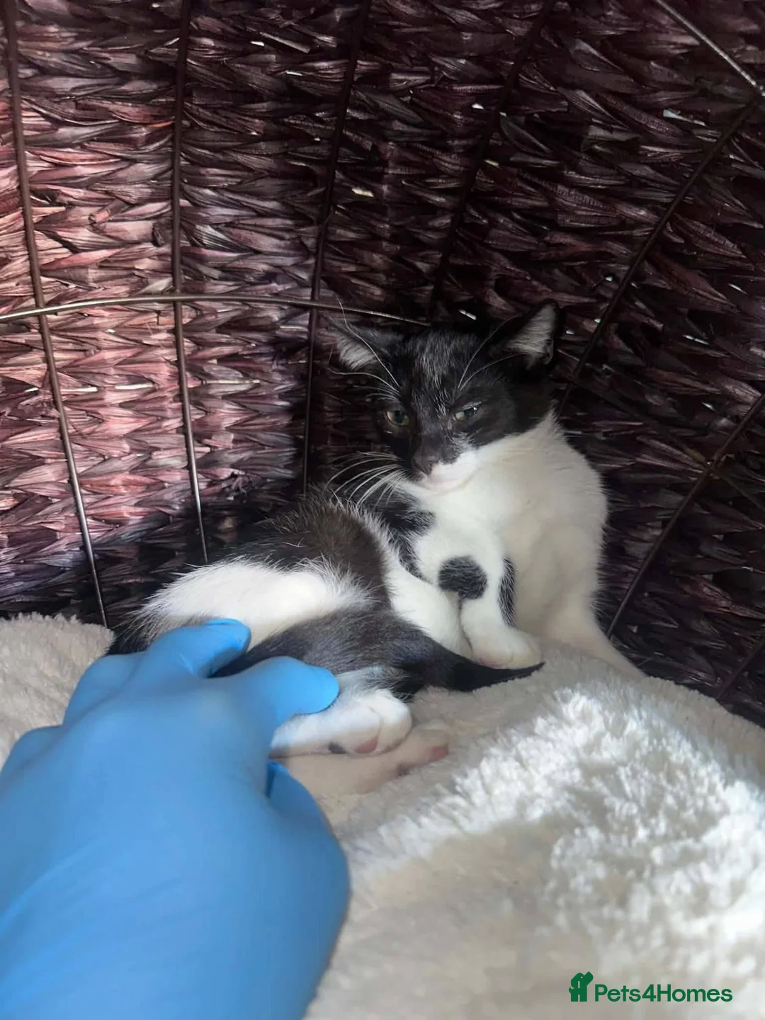Mixed Breed cats for adoption: Rick for adoption - Advert 2