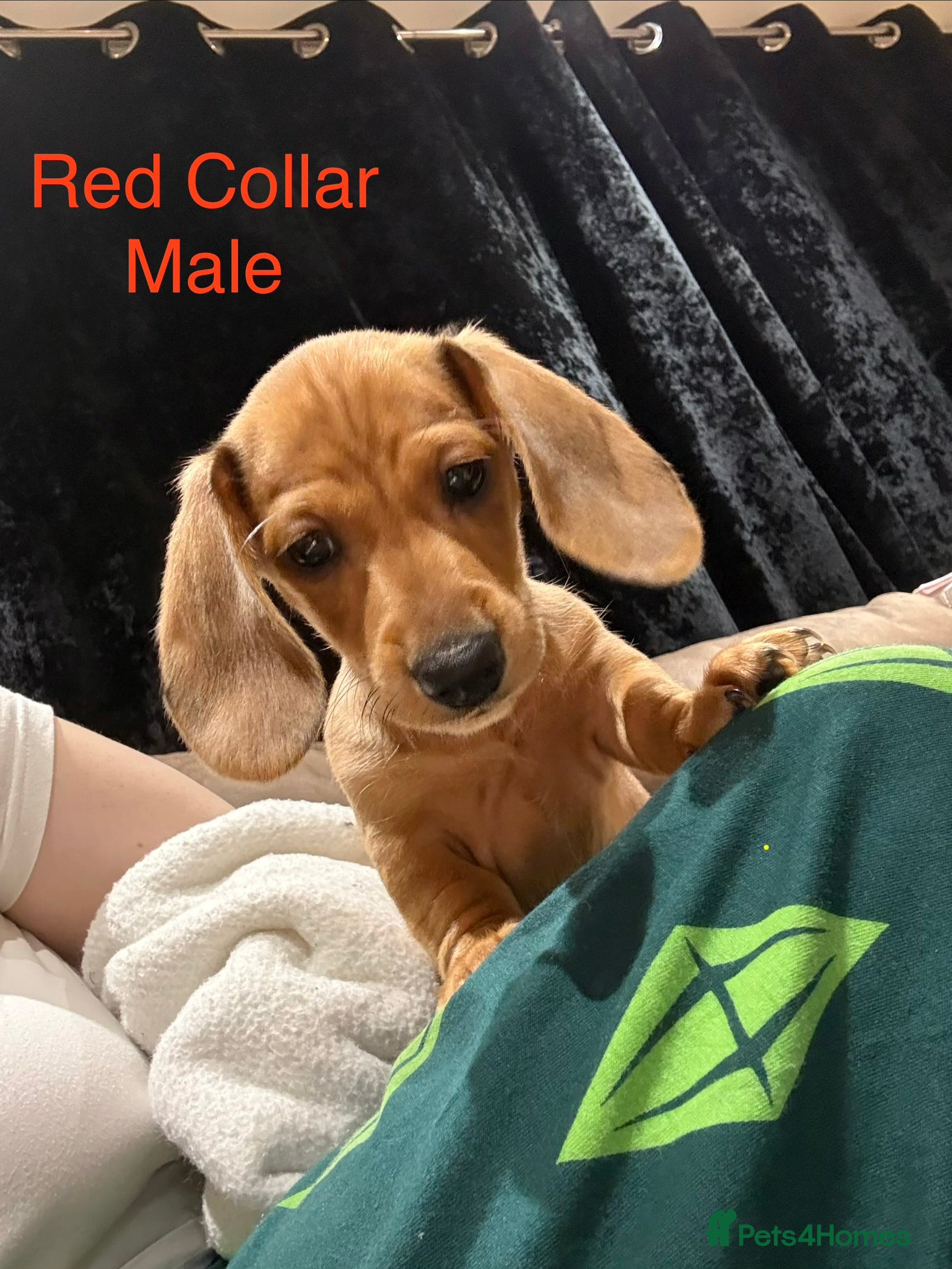 Miniature Dachshund dogs Miniature Dachshund Puppies💕 - Advert 10
