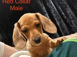 Miniature Dachshund dogs Miniature Dachshund Puppies💕 - Advert 10