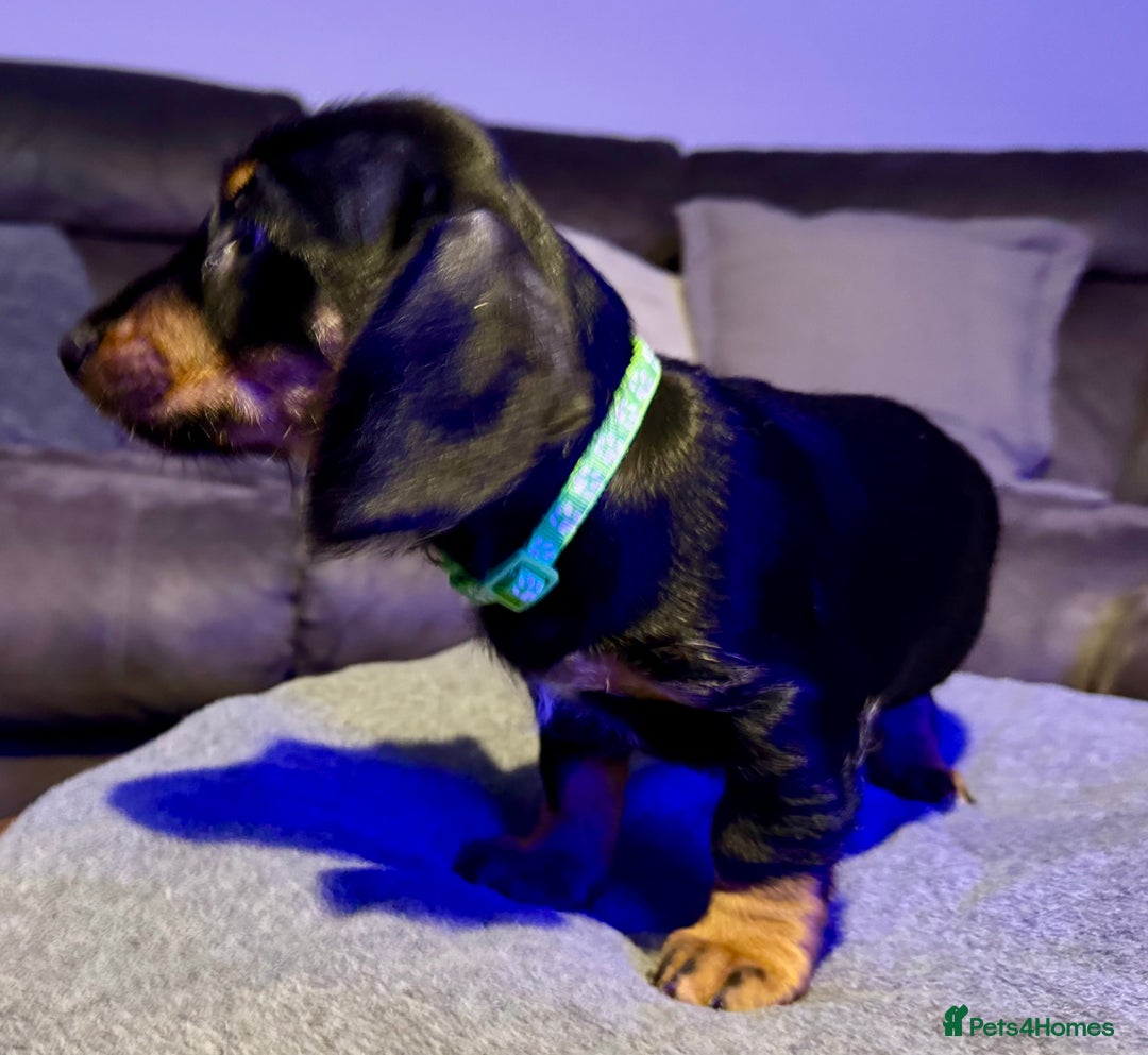 Dachshund dogs for sale: Gorgeous Standard wire haired & smooth Dachshunds - Advert 36