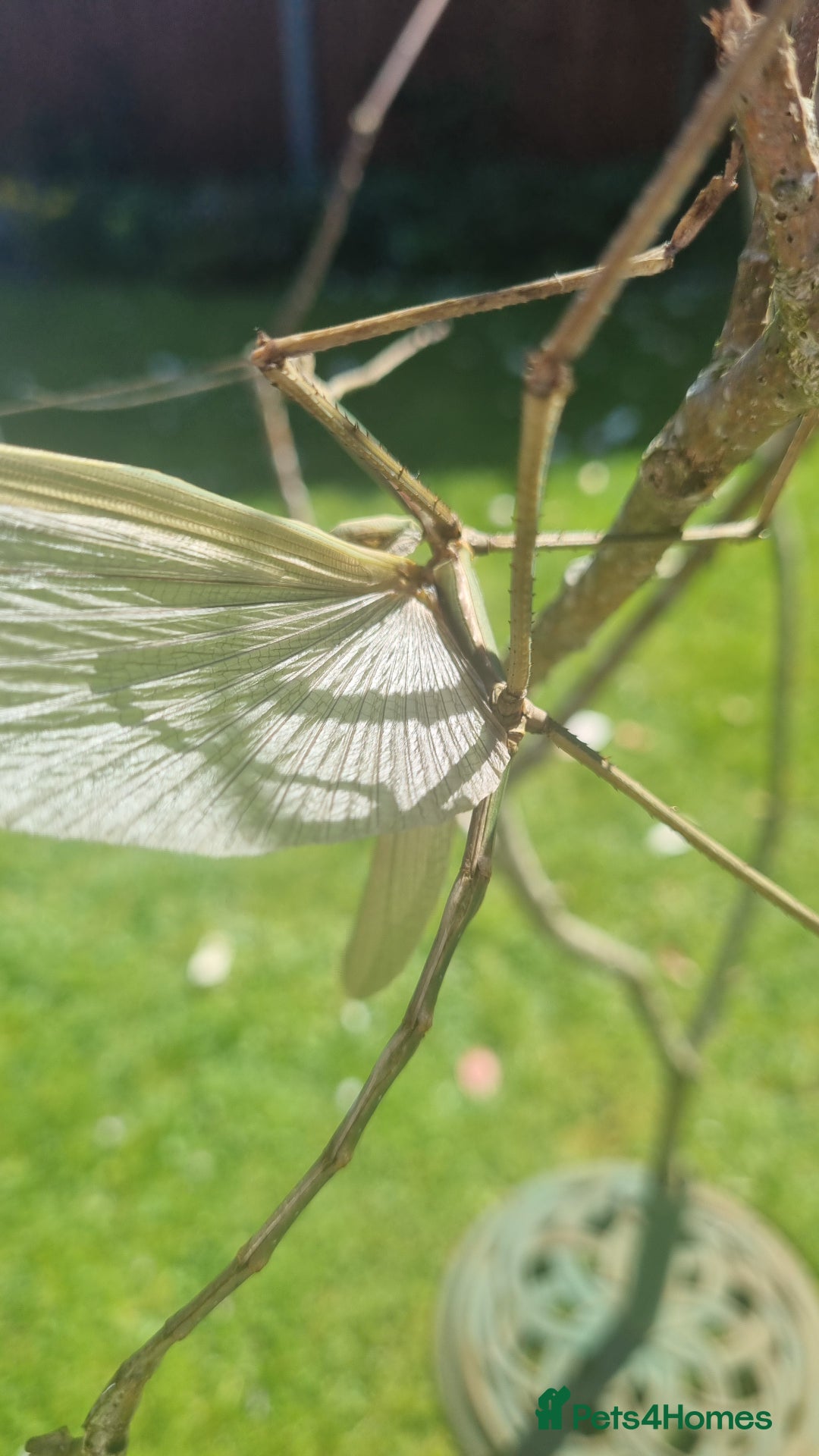 Stick Insects invertebrates for sale: Tirachoidea Jianfenglingensis stick insect nymphs. - Image 11