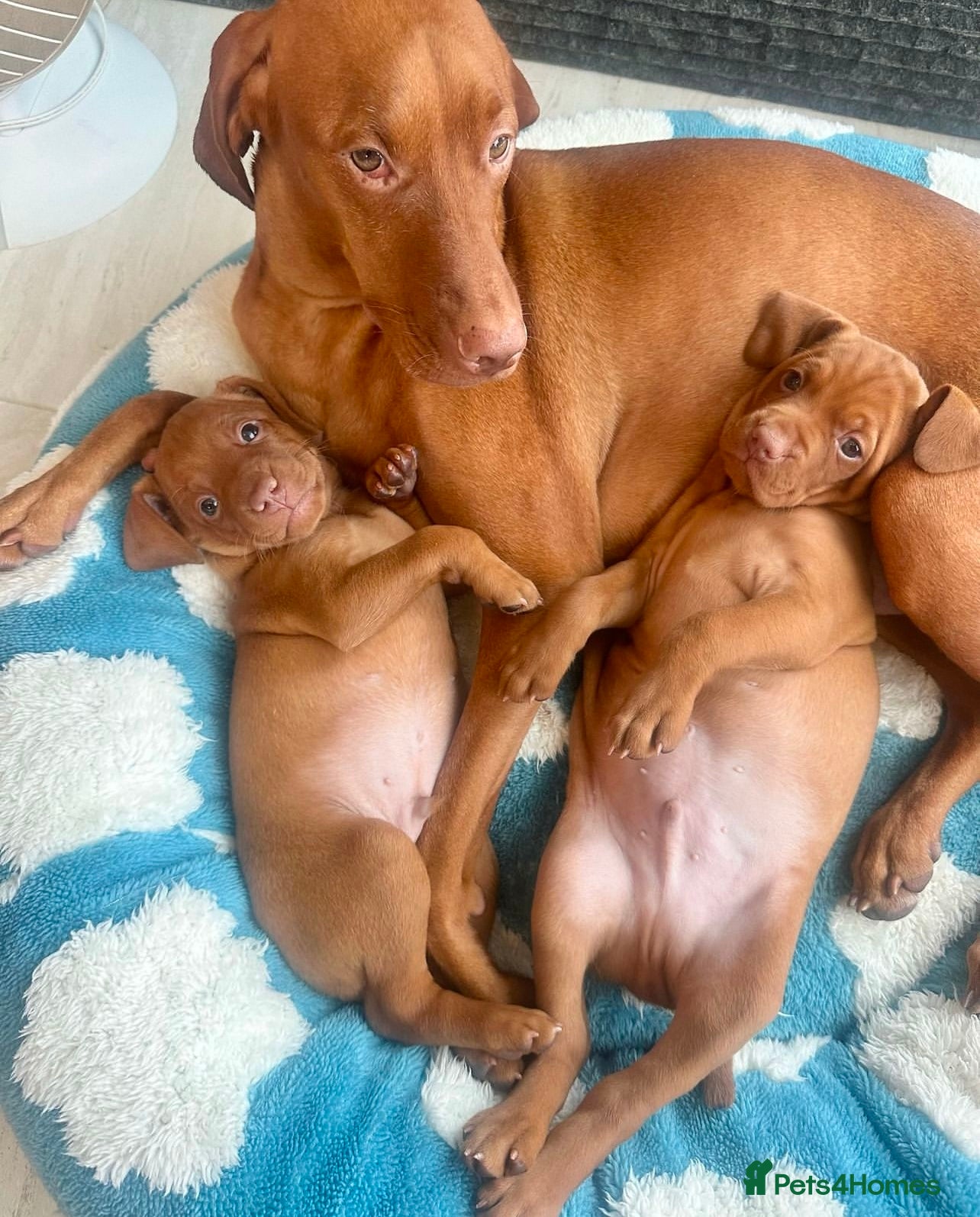 Hungarian Vizsla dogs Healthy Hungarian Vizlas puppies!! - Advert 1