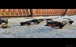 Miniature Dachshund dogs for sale: Silver dapple miniature dachshund female  - Image 4