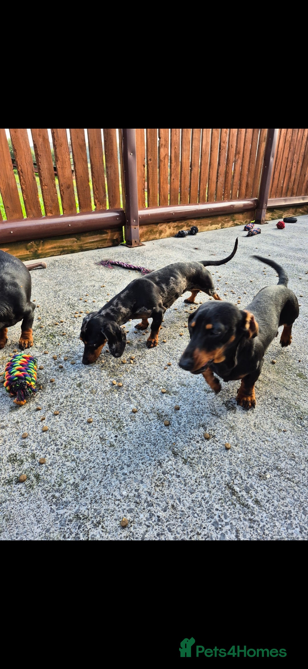 Miniature Dachshund dogs for sale: Silver dapple miniature dachshund female  - Image 4
