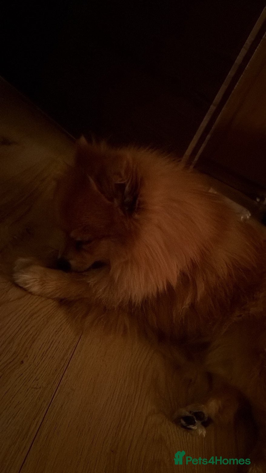 Pomeranian dogs Loving 3 Year Old Pomeranian Male For Rehoming - Advert 1
