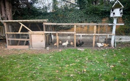 Chickens poultry for sale: 11 Chickens - Image 3