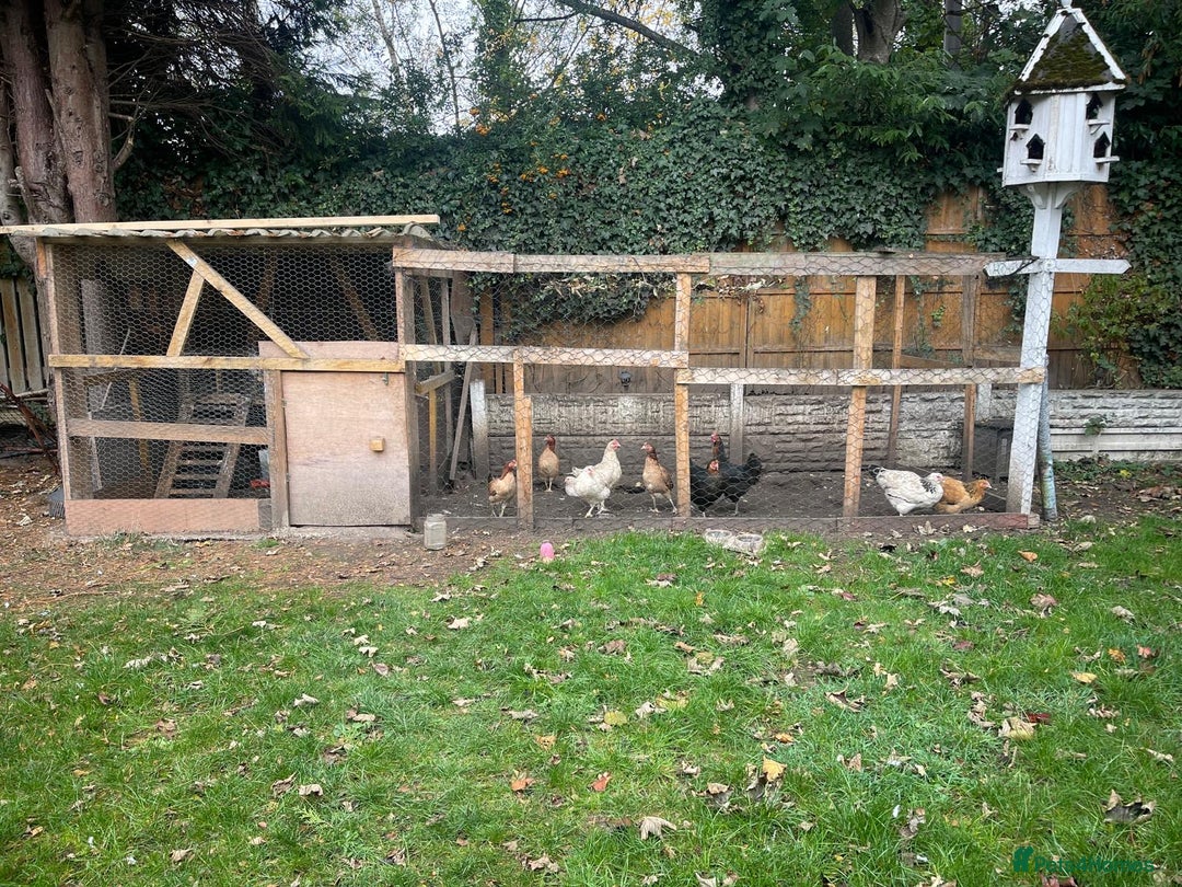 Chickens poultry for sale: 11 Chickens - Image 3