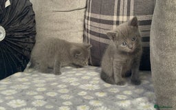 Russian Blue cats for sale: Russian X blue kittens  - Image 8