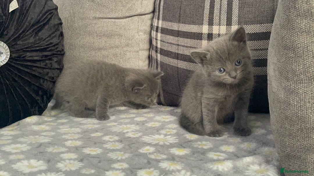 Russian Blue cats for sale: Russian X blue kittens  - Image 8