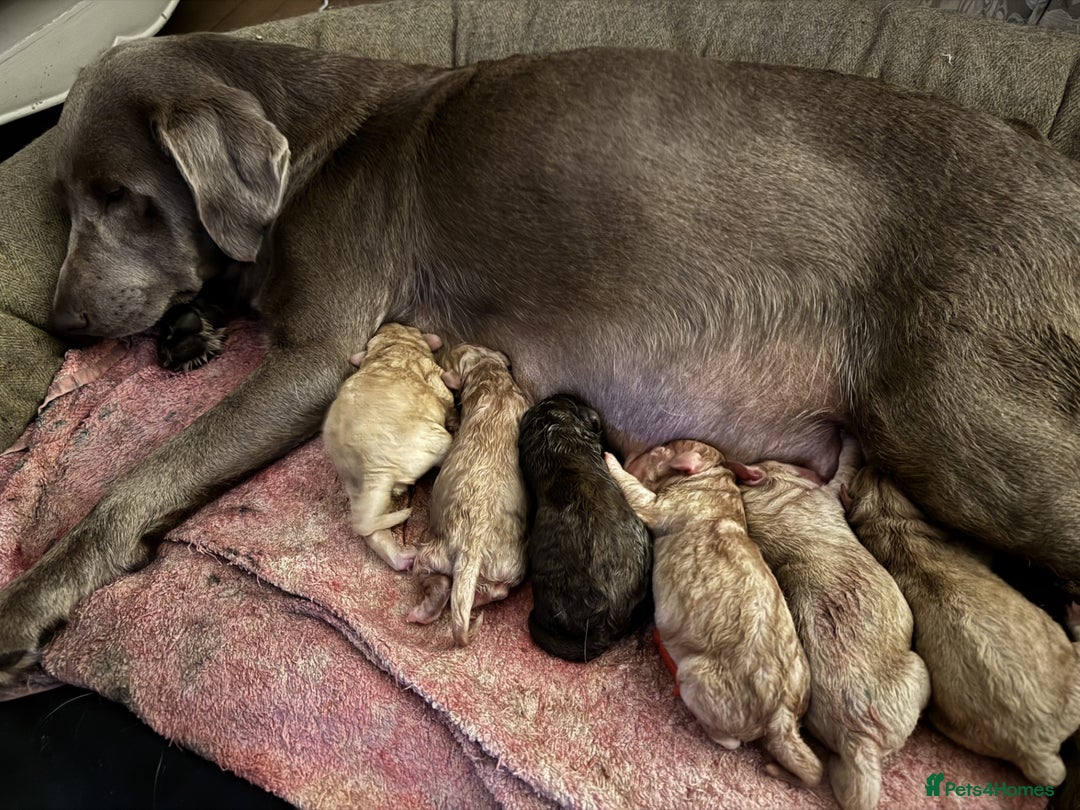 Labradoodle dogs for sale: 5* Fully Vaccinated Australian Labradoodle x Lab - Advert 31