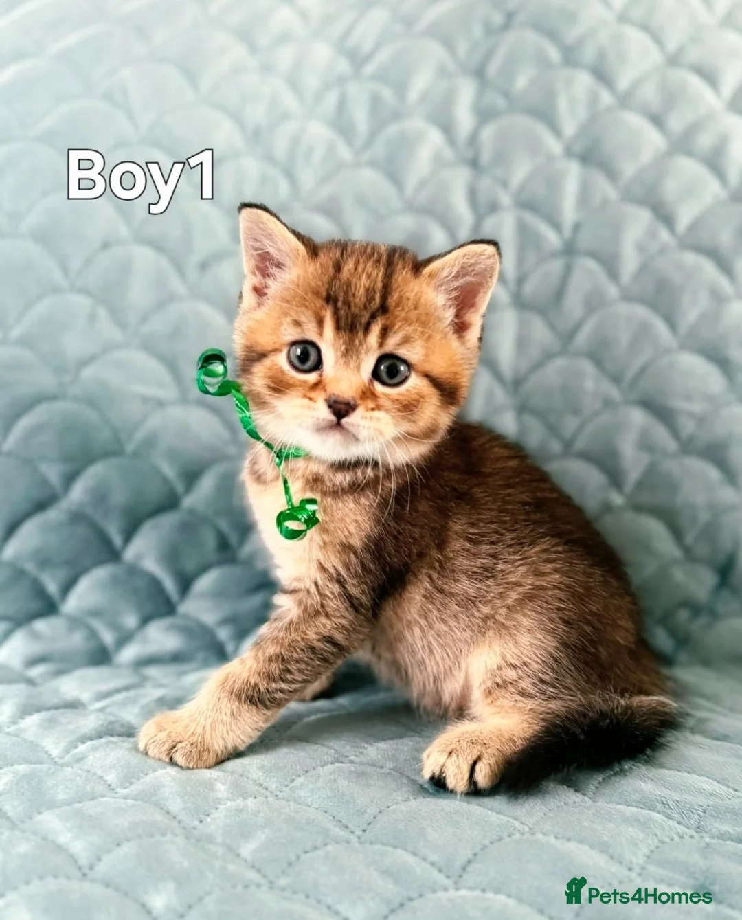 Scottish Fold cats for sale: Adorable 6 Scottish fold kittens  - Advert 2