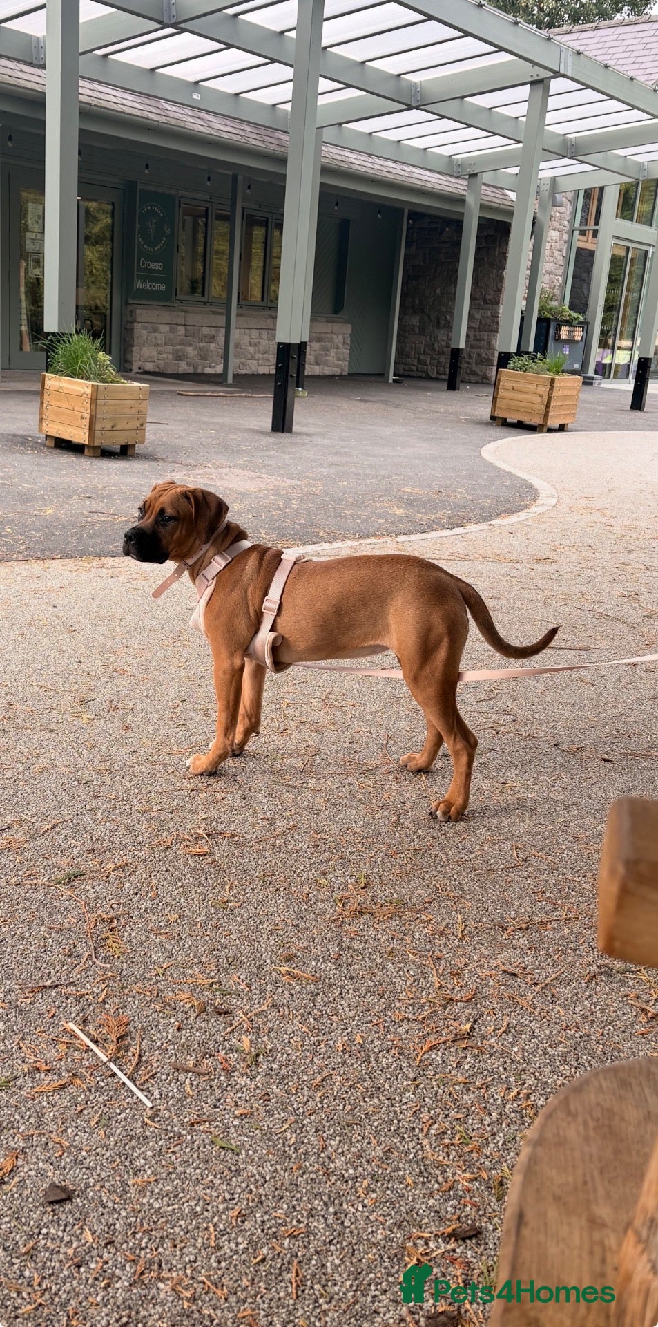 Mixed Breed dogs 7 Month Old Staffy Mastiff Cross – Loving Home - Advert 9
