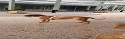 Mixed Breed dogs for sale: 7 Month Old Staffy Mastiff Cross – Loving Home - Advert 1